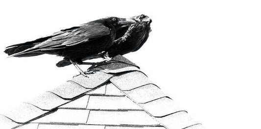 Raven Pair On Roof - Art Print