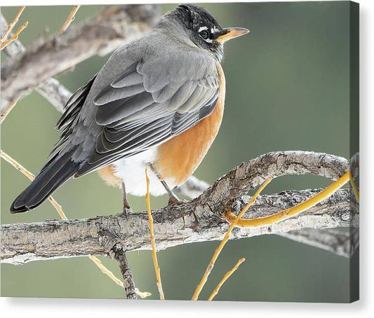 Robin Perched In Willow - Canvas Print