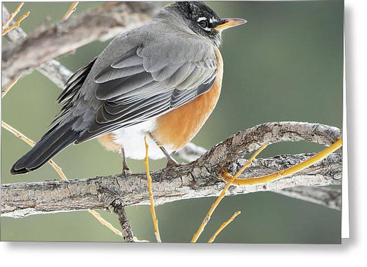 Robin Perched In Willow - Greeting Card