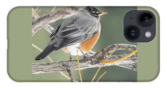 Robin Perched In Willow - Phone Case