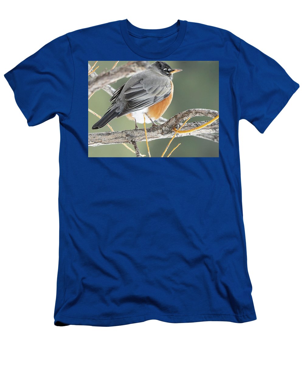 Robin Perched In Willow - T-Shirt