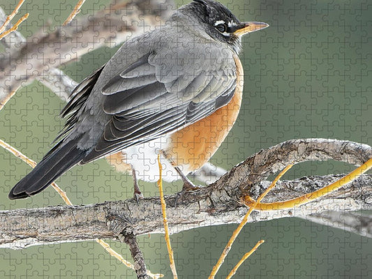 Robin Perched In Willow - Puzzle