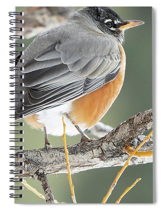 Robin Perched In Willow - Spiral Notebook
