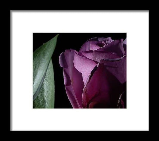 Rose Shines in the Dark - Framed Print