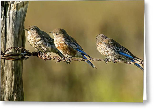 Wired Birds - Greeting Card